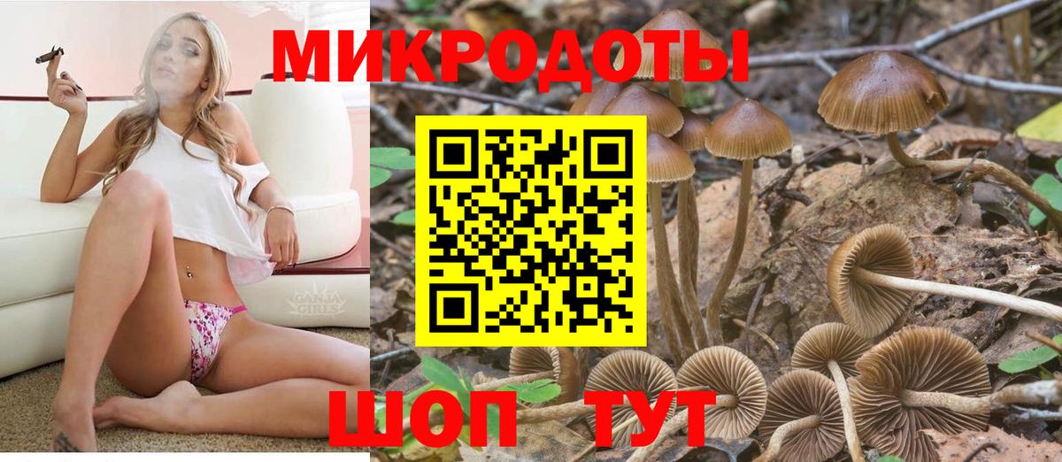 Заволжье  Галлюциногенные грибы Psilocybe  Вход с VPN 